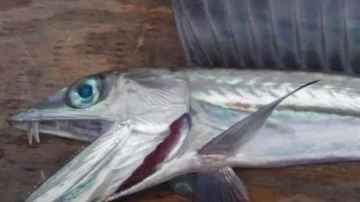 Sahile vuran &lsquo;Dracula balık&rsquo; g&ouml;renleri şaşırttı