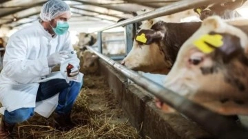 Şap hastalığı nedir? Şap hastalığı insana bulaşır mı? Hayvanda şap hastalığı belirtileri&hellip;