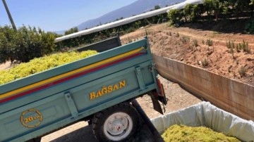 Sarıgöl’de çıkma üzüm 16 TL’ye yükseldi