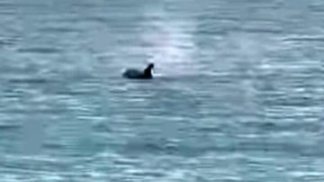 Saros’ta yunus balığı sürprizi: Kıyıya yakın yüzdü