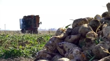 Şeker pancarının alım fiyatı belli oldu