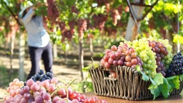 Sert ve taze kalmaları i&ccedil;in: &Uuml;z&uuml;m nasıl saklanır?