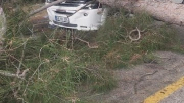 Seyir halindeki minibüsün üstüne ağaç devrildi