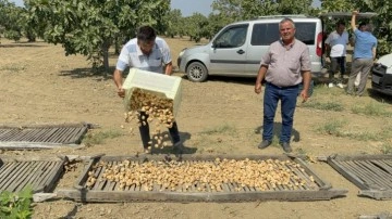 Sezonun ilk kuru incirinin kilosu 400 liradan satıldı