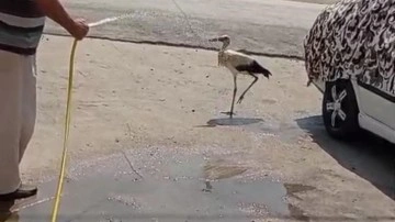 Sıcaktan bunalan leyleği hortumla ıslatarak serinletti