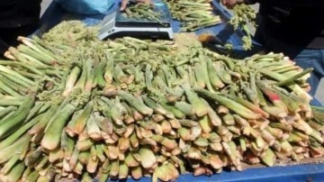 Şifa kaynağı ışgın tezgahta yerini aldı: Kanserin bir numaralı d&uuml;şmanı!