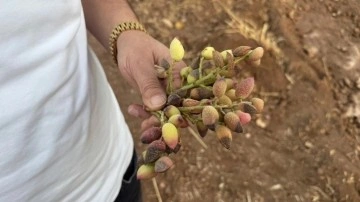 Siirt fıstığında rekolte yüzde 80 düştü