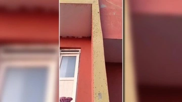 Sinek istilası! Evlerin duvarlarını kapladı