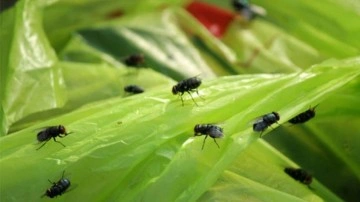 Sineklerden kurtulmak i&ccedil;in en etkili 3 y&ouml;ntem