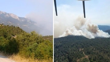 Sinop'ta orman yangını! Köy tahliye edildi