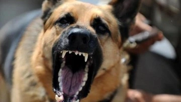 Sokak köpeği 5 yaşındaki çocuğa saldırdı