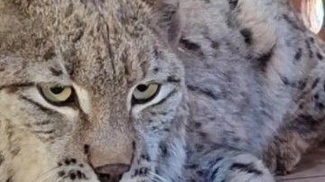 Su kanalına düşen vaşak kurtarılıp, bakıma alındı