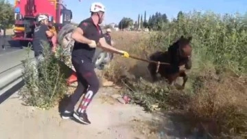 Tahliye kanalına düşen at kurtarıldı