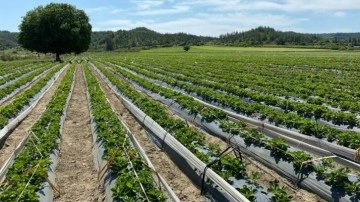 Tarım ve kırsal kalkınma hibeleriyle 70,3 milyon euroluk yatırım
