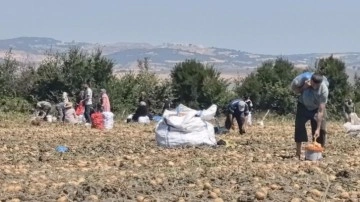 Tarlasındaki ürünleri ücretsiz dağıttı
