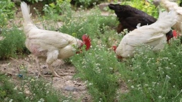 Tavuk eti üretimi haziranda yıllık bazda yüzde 13,9 arttı