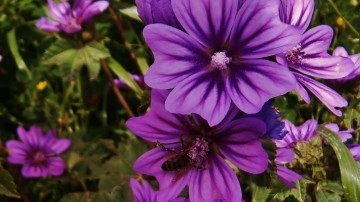 Taze ebeg&uuml;meci nasıl t&uuml;ketilir? Ebeg&uuml;meci &ccedil;ayının faydaları...