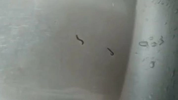 Tekirdağ'da şoke eden görüntü! İçme suyu şebekesinden kurtlar çıktı