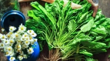 Terenin faydaları ve zararları nedir? Tere k&uuml;r&uuml; uygulayanların dikkat etmesi gerekenler&hellip;