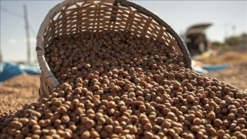 Ticaret borsalarında 12 ayda 649 bin tondan fazla fındık işlem gördü