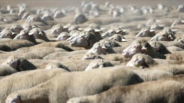 TİGEM, 300 reforme küçükbaş hayvan satacak