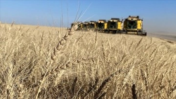 TİGEM bu hasat sezonunda 303 bin ton hububat üretti