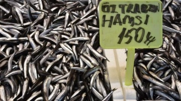 Trabzon'da hamsi ve istavrit 150 liradan satışa sunuluyor