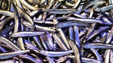Trabzon'da hamsinin kilogramı 200 liradan satılıyor