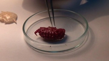 T&uuml;rkiye'de ilk kez g&ouml;r&uuml;ld&uuml;! Uzmanı a&ccedil;ıkladı: Tropikleşmenin sonucu