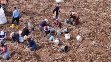 Türkiye'de sezonun son patatesleri Sivas'ta sökülüyor