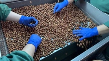 Türkiye'den dünyada 124 ülkeye fındık ihraç edildi!