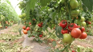 Türkiye'nin en lezzetli domatesleri Eskişehir'de yetişiyor