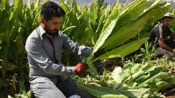 Tütün üretim ve ticaretinde yeni dönem başlıyor: Ürün izleme sistemi geliyor!