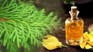 Tuya ağacı faydaları nelerdir? Tuya ağacı sa&ccedil;a nasıl uygulanır?