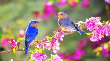 &Uuml;&ccedil;&uuml;nc&uuml; cemre ne zaman d&uuml;şecek? &Uuml;&ccedil;&uuml;nc&uuml; cemre d&uuml;şt&uuml; m&uuml;?