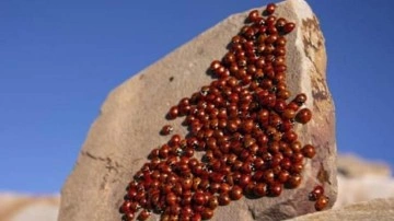 Uğur b&ouml;ceği kolonilerinden g&ouml;rsel ş&ouml;len