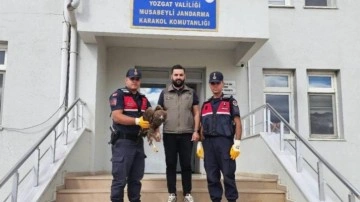 Yaralı halde bulunan kartal koruma altına alındı
