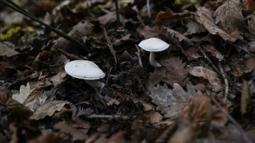 Yedikleri mantardan zehirlenen 7 kişi hastaneye kaldırıldı!