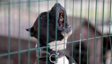 Yeniden Refah Partisi'nden sokak k&ouml;peklerine karşı &ouml;nlem &ccedil;ağrısı