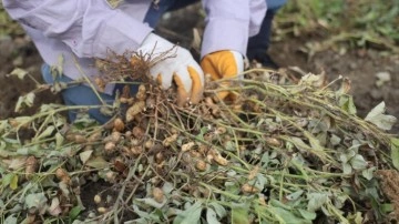 Yer fıstığı hasadı başladı: Kuraklık nedeniyle rekoltede düşüş var
