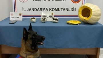 Yolcu otobüsünde şoke eden olay: Bal kabağından bakın ne çıktı!