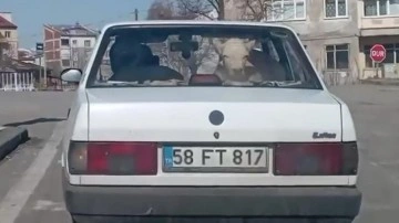 Yolda otomobilin içindekini görenler şaşkına döndü!