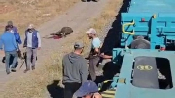 Yük treni büyükbaş sürüsüne çarptı; 5 inek öldü