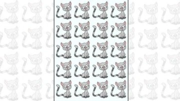 Y&uuml;ksek IQ  belirleyici zeka testi: 6 saniyede farklı olan kediyi bulan farkını ortaya &ccedil;ıkartacak