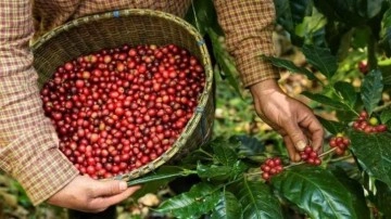 Yüksek seyreden kahve fiyatları, tekrar düşüşe geçti