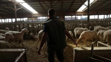 Yunanistan'da yeni salgın! Sürüler itlaf ediliyor