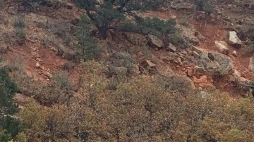 Zeka testi: Gizli geyiği 13 saniyede bulan kendine d&acirc;hi diyebilir!