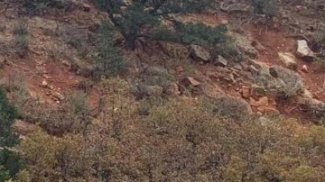 Zeka testi: Gizli geyiği 13 saniyede bulan kendine d&acirc;hi diyebilir!