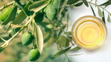 Zeytin yaprağı faydaları nelerdir? Zeytin yaprağı &ccedil;ayı ne işe yarar, nasıl kullanılır?