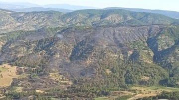 Zonguldak'ta ormana girişler yasaklandı